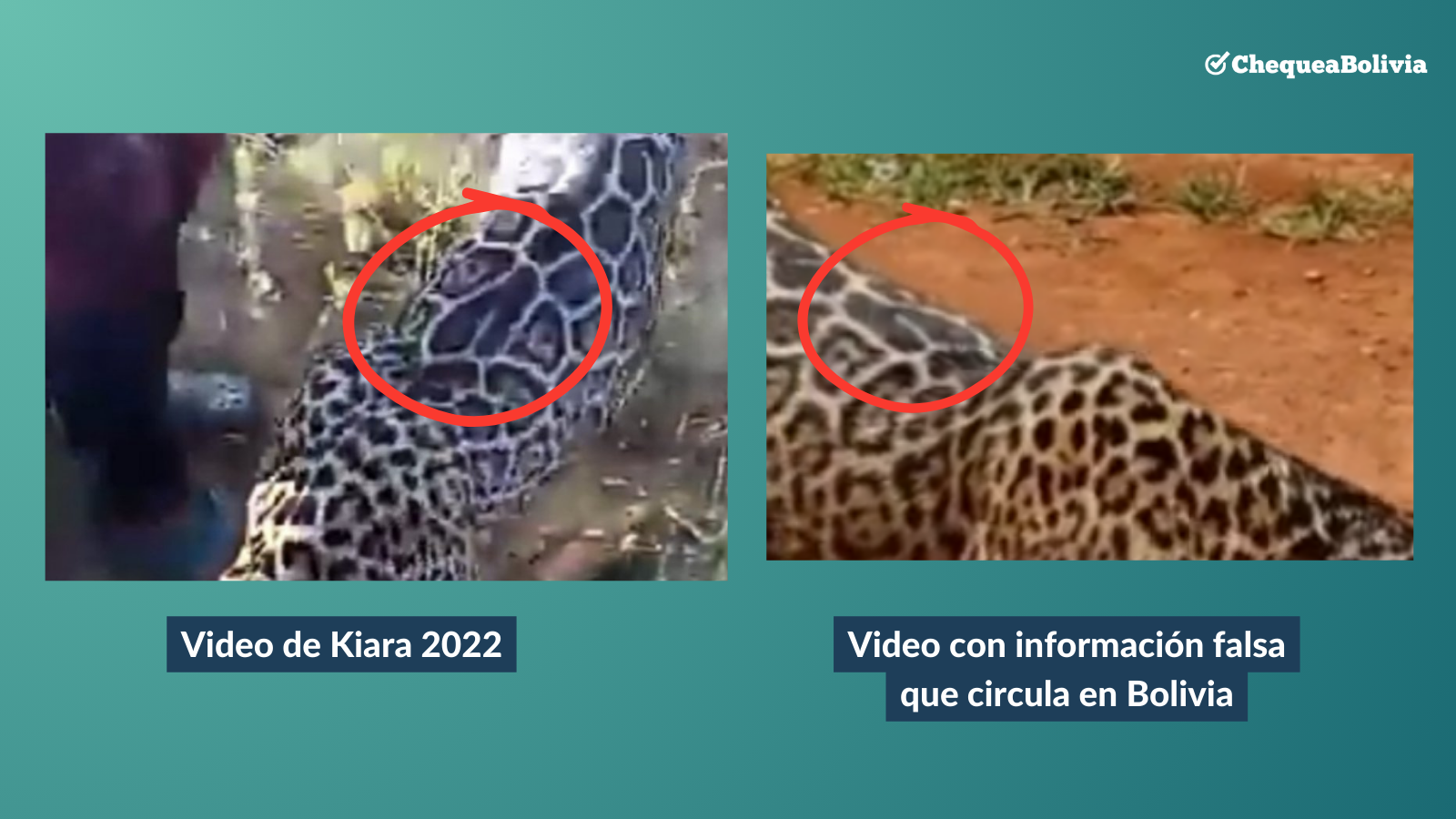 Comparación entre una imagen del jaguar en Venezuela y el video falso que circula en Bolivia.